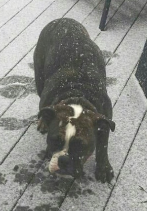 Front view from the top looking down at the dog - A brown brindle with white Olde English Bulldogge is standing on a wooden porch that is getting a dusting of snow on it. The snow is actively falling and it is landing all over the dog's back.